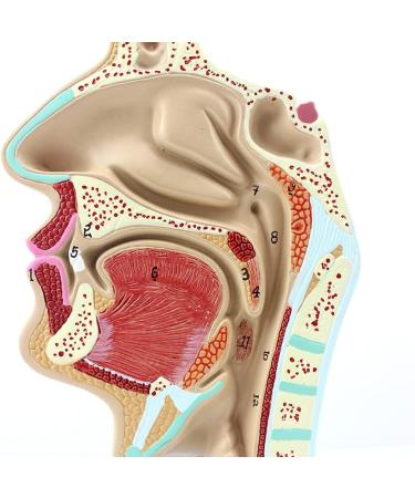 Life Size Nasal Cavity Model Anatomical Oral Throat Model Nasopharyngeal Cavity ENT Medical Educational Training Aid - Buy Online on GoSupps.com