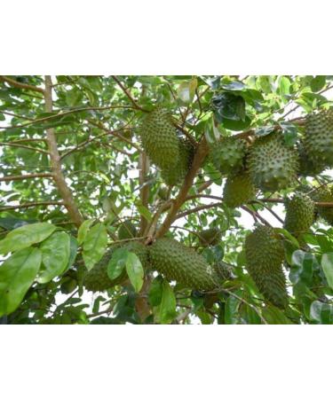 FEUILLES DE COROSSOL S CH ES 100% Naturel Non trait es R colte sauvage Sans pesticides. Soursop Graviola. Marque fran aise L'EssenCiel. 100g - Buy Online on GoSupps.com