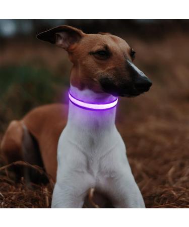Buy LED Waterproof Dog Collar - Luminous USB-C Adjustable Light for Small & Medium Dogs - 7 Colors Flashing - Purple (38-50cm) - Buy Online on GoSupps.com