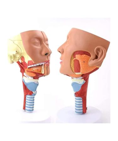 BuTkus Nasal Cavity Throat Anatomy Model 1:1 Human Nasopharynx Laryngopharyngeal Nasal Cavity Oral Cavity Pharynx Larynx Anatomical Model