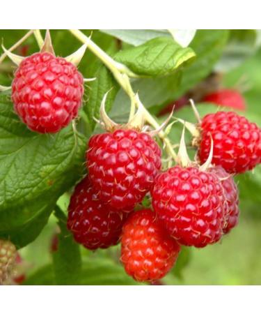 Red Raspberry Seed Oil Organic Cold Pressed Unrefined Natural 2 Fl Oz - Buy Online on GoSupps.com
