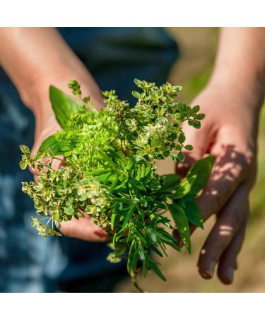 Premium Quality Coriander Seeds 250g - Fresh & Fragrant for Tea Cooking & Baking - Global Shipping - Buy Online on GoSupps.com