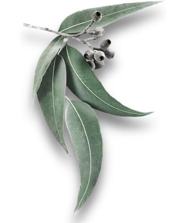 Huile de massage rotique parfum e l'eucalyptus 100 ml - Buy Online on GoSupps.com