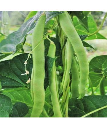 Lu Qing Romano Bean Seeds Pole Beans Light Green Flat Runner Roma 30+