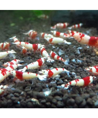Crystal Shrimp Food & Aquarium Pellets - For Small Fish - Natural Food - Vitamin Food - Buy Online on GoSupps.com