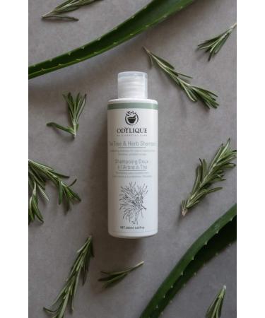 Odylique Organic Tea Tree Gentle Shampoo 200ml | Anti-Itch Shampoo | Natural Shampoo Without Sulfate Without Silicone - Buy Online on GoSupps.com