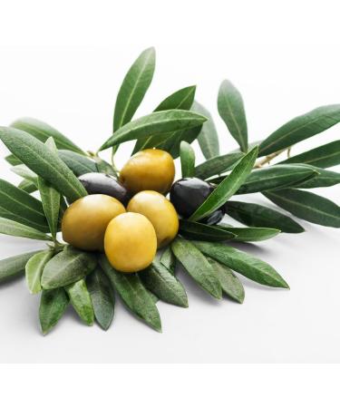 Medverita Olive Leaf Extract 20% Oleuropein - Lowers Blood Pressure & Cholesterol - 120 Capsules Dietary Supplements - Buy Online on GoSupps.com