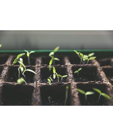 | Organic Hemp Oil | 25% 7500mg 30ML | Mint Extract | Mint Oil | Made in EU | 0% THC 1200 drops | Cannabis Seed Oil. - Buy Online on GoSupps.com