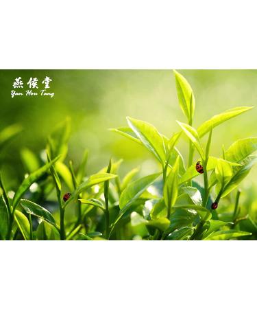 Yan Hou Tang Organic Green Oolong Tea Loose Leaf - 150g | Full Four Seasons Spring | High Mountain Raw Low Fermented | Fragrant Taste | Formosa Taiwan - Buy Online on GoSupps.com