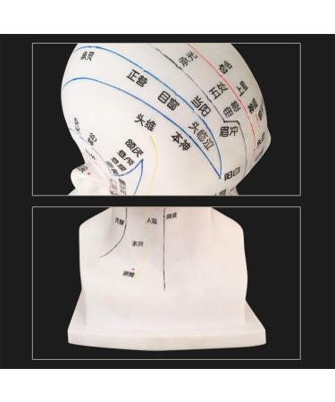 30 cm acupoint Head Model in The Medical Body Teaching Diagram Acupuncture Multi-Functional Head Model Exquisite Display Room Gift Room White - Buy Online on GoSupps.com
