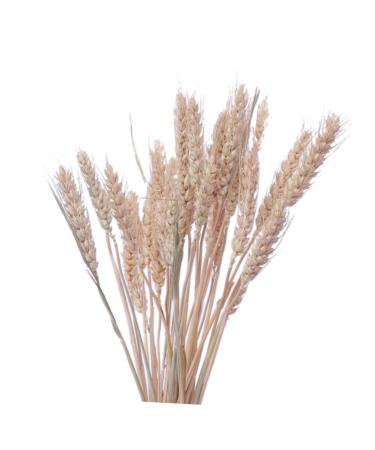 RORPOIR Decorative Artificial Flower Color Dried Wheat Bouquets 15pcs Home Decor Natural Dried Flowers Wheat Artificial Flower Wheat Sheaf Bundle DIY Home Decor