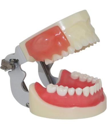 Life-Size Human Teeth & Abscess Model - Perfect for Student Teaching & Practice - Buy Online on GoSupps.com