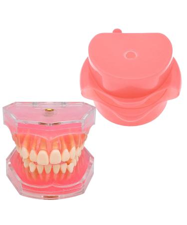 Dental Soft Gum Standad Typodont Study Model with 28 Removable Teeth & Cheeks - Ultimate Dental Training Tool - Buy Online on GoSupps.com