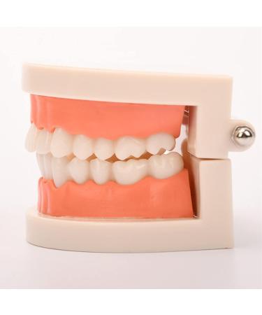 FGXY Standard Tooth Model - Educational Dental Model for Kids | Ideal for Dentists & Hospitals | Enhance Brushing Techniques - Buy Online on GoSupps.com
