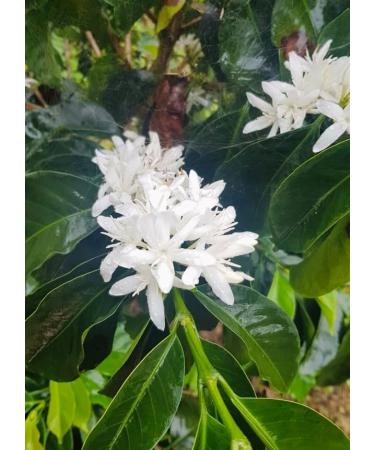 IntentaVida Natural Coffee Beans Roasted Medium 250 g | Premium Quality | Real Flavour | 100% Arabica Coffee | Natural Process | No Preservatives - Buy Online on GoSupps.com