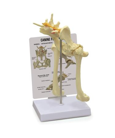 Canine Pelvis Model Canine Hip Joint Model Animal Body Anatomy Replica of Dog Pelvis for Veterinary Office Educational Tool