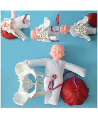 Slrmkk female pelvic birthday - birth screening pelvic model with models of the baby pool - female pelvic model Birth with removable placenta navel cord