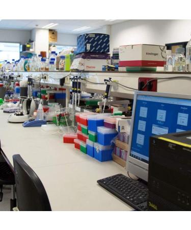 Blue Oyster Mushroom (Pleurotus ostreatus VAR. columbinus) Liquid Culture Syringe Sample for Mushroom Cultivation Growing on Grain or Agar - Buy Online on GoSupps.com