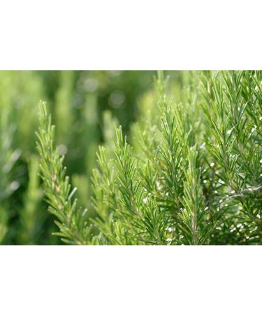 Weleda Shaving Cream 75 ml - Natural Vegan & Eco-Friendly | Buy Online Internationally - Buy Online on GoSupps.com