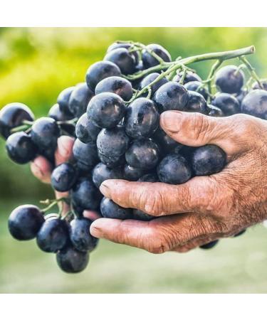 Liquid VitaRes Resveratrol Drops Skincare - Super Concentrated Natural Superior Bioavailability - Grape Skin Grape Seed Resveratrol (1 Fl Oz 99% Strength) 1 Fl Oz 99% Strength - Buy Online on GoSupps.com