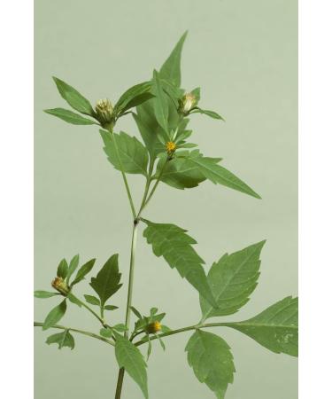 Three-Lobe Beggarticks Herb Tea | Bidens Tripartita L | Bident Tripartite Tisane | Health Embassy (100g) - Buy Online on GoSupps.com