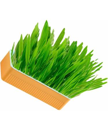 Hydroponic Cat Grass Planter Kit Cat Grass for Indoor Cats Soil Growing Catnip Cat Grass with Planting Box for Indoor Household (Blue Orange) - Buy Online on GoSupps.com