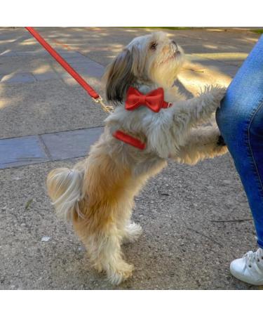 Premium H-Shaped Dog Harness with Multi-Position Leash & Velvet Loop - Ideal for Small Medium & Large Dogs (Red M) | Durable & Comfortable - Buy Online on GoSupps.com