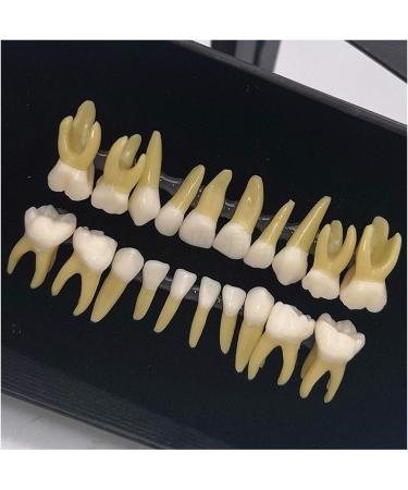 Fhuili Two-Color Permanent Teeth Model - 20 Artificial Dentures for Dental Study & Oral Demonstration - Buy Online on GoSupps.com