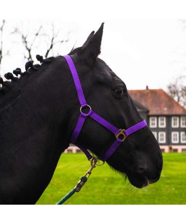 Halter for horse warmblood thoroughbred cold blood - stable halter pasture 2 compartment adjustable to chin straps and neck pieces safe & tearproof (purple warm blood (full)) purple Warmblut (full)