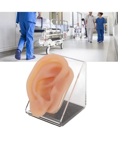 Silicone Human Ear Model with Display Stand - Acupuncture & Piercing Practice Tool - Buy Online on GoSupps.com