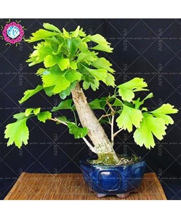 Organic Heirloom 5 PcsBag Ginkgo Biloba Gingko Maidenhair Tree Seeds Nuts Bonsai Grown from Pot Seed for Home Garden 4 - Buy Online on GoSupps.com