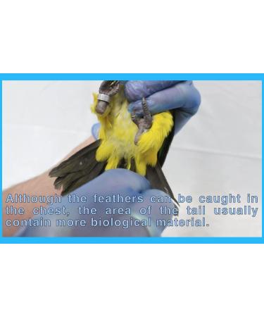 Avian DNA Sexing Kit for Parrots, Macaws, Lovebirds & More (+300 Psittacines) - Gender Reveal Test Card - Buy Online on GoSupps.com