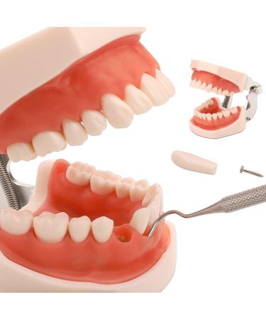Lessons model dental model removable zw HNE model and soft gums tools for the factory model for students children adults 28 Z HNE/32 Z HNE 28 Denti