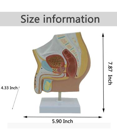 DYTAH Organ Model - Male Reproductive Urinary System Pelvic Cavity Model for Study & Teaching Aids - International Shipping Available - Buy Online on GoSupps.com