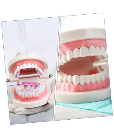Ultechnovo Dental Model Set - Educational Children's Tooth Model | Plastic Denture Model for Kids | Ideal for Schools & Dental Training - Buy Online on GoSupps.com