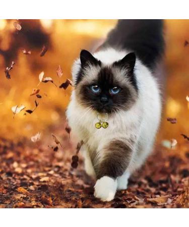 GAbraden 2 Extra Loud Cat & Dog Bells | Pet Tracker | Save Birds & Wildlife - Buy Online on GoSupps.com