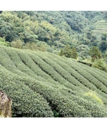Taiwan unique tea Fragrant type Oolong tea Chin-Shin-Oolong Shanlinxi NO Roasting 150g*4 - Buy Online on GoSupps.com
