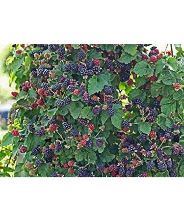 20 pezzi di semi di frutta BlackBerry Senza Spine