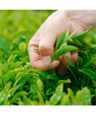 Th PuEr Bio 15 Pcs Poids Net 75g (0.165LB) Th Chinois Yunnan Pu Erh Mini Puer Tuocha Th noir bio d caf in Th chinois Th m r Th Puerh