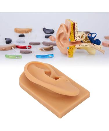 Flexible Silicone Right Ear Model | Waterproof Hearing Tool Display for Education - Buy Online on GoSupps.com