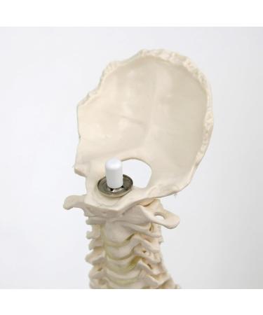 3B Scientific A18/21 Mini Human Spinal Column Model "Flexible" on Base 17.3-Inch Height - Buy Online on GoSupps.com