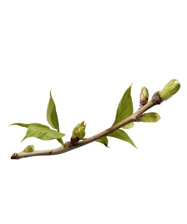 Yves Rocher Anti Aging Eye Care Tube 15ml | Complete Skin Care Solution - Buy Online on GoSupps.com