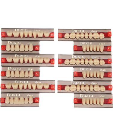 Realistic Synthetic Resin Teeth for Halloween Props | Professional Quality & Fine Workmanship for Model Learning - Buy Online on GoSupps.com