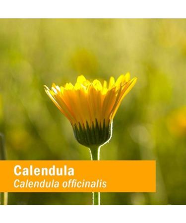 Herb Pharm Calendula Tincture 1 fl oz (30 ml) - Natural Healing & Skin Care - Buy Online on GoSupps.com