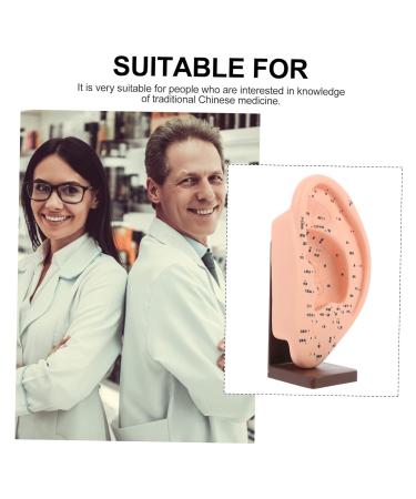 ULTECHNOVO Adult Ear Massage Model for Reflexology Demonstration with Base - Acupoint Learning & Display Model - Buy Online on GoSupps.com