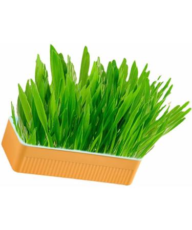 Hydroponic Cat Grass Kit Hydroponics Growing System Garden Kit Soil Growing Catnip Cat Grass with Planting Box for Indoor Household (Blue Orange) - Buy Online on GoSupps.com