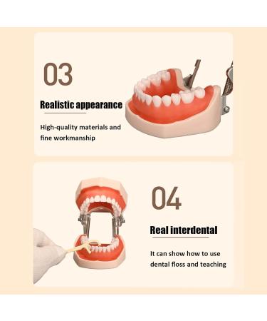 Dental Teeth Model B-28 with Soft Gums & Removable Teeth - Ideal Teaching Aid for Dentists | International Shipping - Buy Online on GoSupps.com