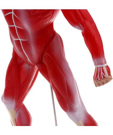 Educational Model 50Cm Human Torso Superficial Muscle Model Vision Human Muscle Anatomy Model for Learning Resources Medical Models - Buy Online on GoSupps.com