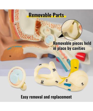 Human Ear Model 3D Model of Ear Display Outer Middle Inner Ear Model with Base 4 Times Enlarged Human Ear Medical Model for Teaching Research Biologists and Doctors - Buy Online on GoSupps.com