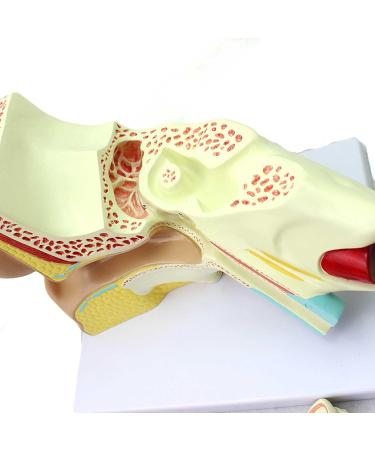 Medical Human Ear Model Outer and Middle Ear and Inner Ear ENT Ear Structure Model Ear Structure Model - Buy Online on GoSupps.com